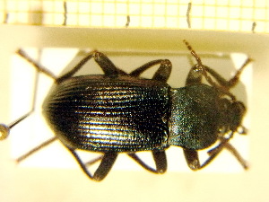  ( - BC-PNEF-PSFOR0178)  @12 [ ] Copyright (2013) Thierry Noblecourt Laboratoire National d'Entomologie Forestière, Quillan, France