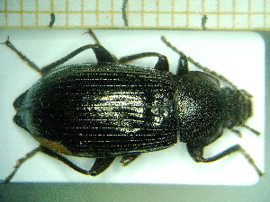  ( - BC-PNEF-PSFOR0196)  @11 [ ] Copyright (2013) Thierry Noblecourt Laboratoire National d'Entomologie Forestière, Quillan, France