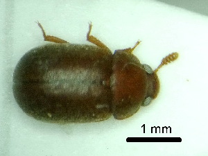  (Pentaphyllus chrysomeloides - BC-PNEF-PSFOR0203)  @11 [ ] Copyright (2013) Thierry Noblecourt Laboratoire National d'Entomologie Forestière, Quillan, France