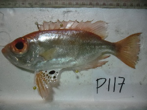  ( - PGN117)  @11 [ ] Copyright (2013) Simon Alcantara Central Luzon State University