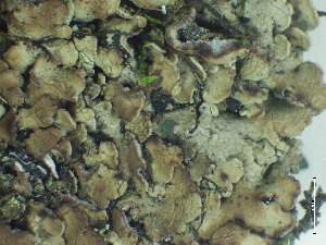  ( - BRY-L-15109)  @11 [ ] CreativeCommons - Attribution Share-Alike (2025) Unspecified Brigham Young University, Herbarium of Non-Vascular Cryptogams