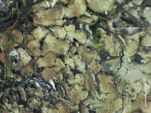  ( - BRY-L-15109)  @11 [ ] CreativeCommons - Attribution Share-Alike (2025) Unspecified Brigham Young University, Herbarium of Non-Vascular Cryptogams