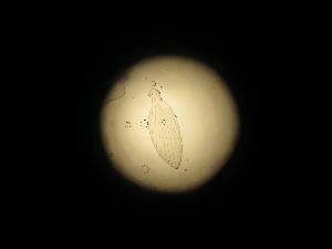  ( - PSYKO32)  @11 [ ] CreativeCommons - Attribution Non-Commercial Share-Alike (2020) Jerome Albre University of Corsica