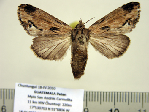  (Dasylophia goraxoides in litt - BC-PTh0958)  @13 [ ] Copyright (2011) Paul Thiaucourt Research Collection of Paul Thiaucourt