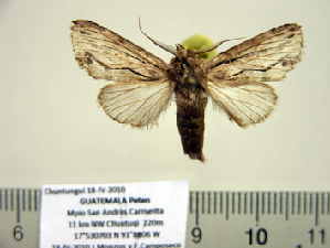  (Dasylophia Species 1 - BC-PTh0959)  @13 [ ] Copyright (2011) Paul Thiaucourt Research Collection of Paul Thiaucourt
