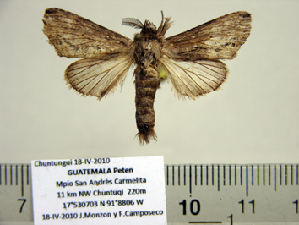  (Dasylophia Species 2 - BC-PTh0960)  @12 [ ] Copyright (2011) Paul Thiaucourt Research Collection of Paul Thiaucourt