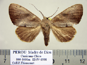  (Schausiades lepidoides - BC-PTh1032)  @12 [ ] Copyright (2011) Paul Thiaucourt Research Collection of Paul Thiaucourt