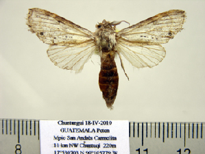  (Dasylophia wellingi - BC-PTh1035)  @13 [ ] Copyright (2011) Paul Thiaucourt Research Collection of Paul Thiaucourt
