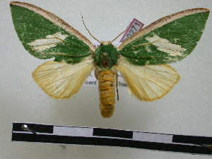  ( - BC-PTh0271)  @11 [ ] Copyright (2010) Paul Thiaucourt Research Collection of Paul Thiaucourt