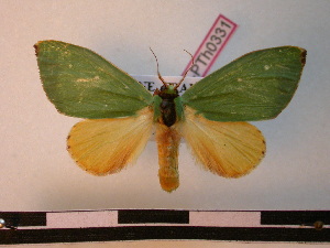  ( - BC-PTh0331)  @13 [ ] Copyright (2010) Paul Thiaucourt Research Collection of Paul Thiaucourt