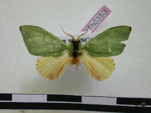  ( - BC-PTh0350)  @13 [ ] Copyright (2010) Paul Thiaucourt Research Collection of Paul Thiaucourt