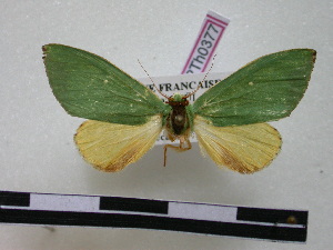  ( - BC-PTh0377)  @13 [ ] Copyright (2010) Paul Thiaucourt Research Collection of Paul Thiaucourt