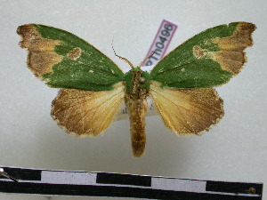  (Rosema epigena - BC-PTh0496)  @14 [ ] Copyright (2010) Paul Thiaucourt Research Collection of Paul Thiaucourt