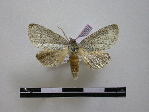  ( - BC-PTh0550)  @13 [ ] Copyright (2010) Paul Thiaucourt Research Collection of Paul Thiaucourt