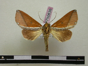  (Strophocerus orbipuncta - BC-PTh0636)  @11 [ ] Copyright (2010) Paul Thiaucourt Research Collection of Paul Thiaucourt