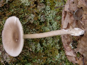  (Amanita vaginata - TRTC157297)  @11 [ ] CreativeCommons - Attribution Non-Commercial Share-Alike (2010) Mycology Division, Royal Ontario Museum Royal Ontario Museum