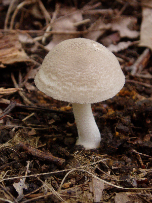  ( - TRTC157301)  @11 [ ] CreativeCommons - Attribution Non-Commercial Share-Alike (2010) Mycology Division, Royal Ontario Museum Royal Ontario Museum