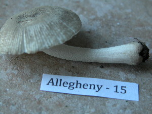  ( - TRTC157301)  @11 [ ] CreativeCommons - Attribution Non-Commercial Share-Alike (2010) Mycology Division, Royal Ontario Museum Royal Ontario Museum
