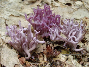  (Clavaria zollingeri - TRTC157284)  @11 [ ] CreativeCommons - Attribution Non-Commercial Share-Alike (2010) Mycology Division, Royal Ontario Museum Royal Ontario Museum