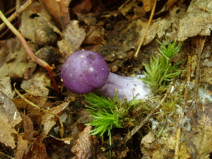  (Cortinarius iodes - TRTC157267)  @11 [ ] CreativeCommons - Attribution Non-Commercial Share-Alike (2010) Mycology Division, Royal Ontario Museum Royal Ontario Museum