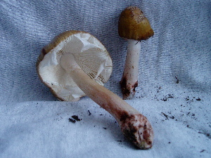  ( - TRTC157257)  @11 [ ] CreativeCommons - Attribution Non-Commercial Share-Alike (2010) Mycology Division, Royal Ontario Museum Royal Ontario Museum