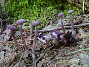  (Laccaria amethystina - TRTC157260)  @11 [ ] CreativeCommons - Attribution Non-Commercial Share-Alike (2010) Mycology Division, Royal Ontario Museum Royal Ontario Museum