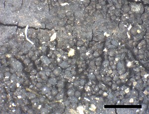  ( - O-F-258272)  @11 [ ] by-nc-sa (2021) Unspecified Norwegian Institute for Nature Research