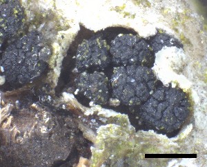  ( - O-F-258257)  @11 [ ] by-nc-sa (2021) Unspecified Norwegian Institute for Nature Research