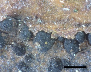  (Sphaeropsis - O-F-258307)  @11 [ ] by-nc-sa (2021) Unspecified Norwegian Institute for Nature Research