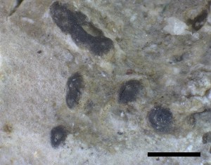  ( - O-L-228344)  @11 [ ] by-nc-sa (2021) Unspecified Norwegian Institute for Nature Research