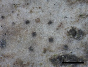  ( - O-L-228341)  @11 [ ] by-nc-sa (2021) Unspecified Norwegian Institute for Nature Research