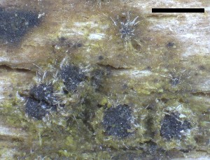  ( - O-F-258265)  @11 [ ] by-nc-sa (2021) Unspecified Norwegian Institute for Nature Research