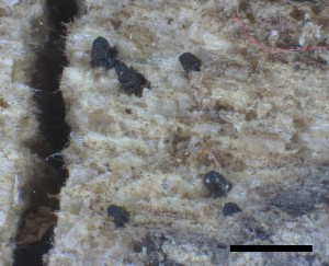  ( - O-F-258303)  @11 [ ] by-nc-sa (2021) Unspecified Norwegian Institute for Nature Research