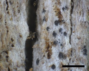 ( - O-L-228349)  @11 [ ] by-nc-sa (2021) Unspecified Norwegian Institute for Nature Research