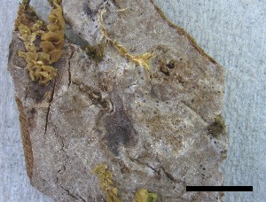  (Strigula jamesii - O-L-228347)  @11 [ ] by-nc-sa (2021) Unspecified Norwegian Institute for Nature Research