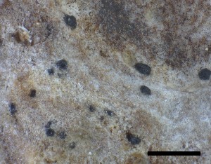  ( - O-L-228347)  @11 [ ] by-nc-sa (2021) Unspecified Norwegian Institute for Nature Research