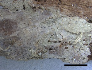  (Strigula sp - O-L-228345)  @11 [ ] by-nc-sa (2021) Unspecified Norwegian Institute for Nature Research
