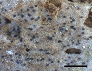  ( - O-L-228345)  @11 [ ] by-nc-sa (2021) Unspecified Norwegian Institute for Nature Research