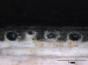  ( - O-F247784)  @11 [ ] CreativeCommons - Attribution Non-Commercial Share-Alike (2013) Teppo Rämä Norwegian Institute for Nature Research (NINA)