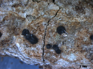  (Amphisphaeria bufonia - O-F247833)  @11 [ ] CreativeCommons - Attribution Non-Commercial Share-Alike (2013) Teppo Rämä Norwegian Institute for Nature Research (NINA)