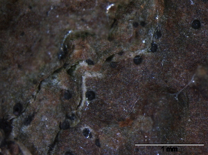  (Strigula cf. taylorii - O-F247838)  @11 [ ] CreativeCommons - Attribution Non-Commercial Share-Alike (2013) Teppo Rämä Norwegian Institute for Nature Research (NINA)