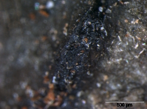  (Camarops microspora - O-F75393)  @11 [ ] CreativeCommons - Attribution Non-Commercial Share-Alike (2013) Teppo Rämä Norwegian Institute for Nature Research (NINA)