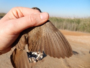  (Acrocephalus stentoreus - 106520)  @11 [ ] by-sa (2020) Unspecified Weill Cornell Medicine Qatar