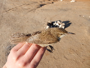  ( - 106521)  @11 [ ] by-sa (2020) Unspecified Weill Cornell Medicine Qatar