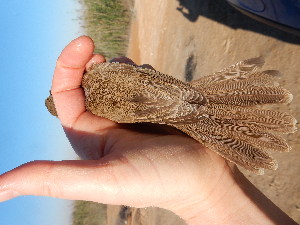  ( - 106521)  @11 [ ] by-sa (2020) Unspecified Weill Cornell Medicine Qatar