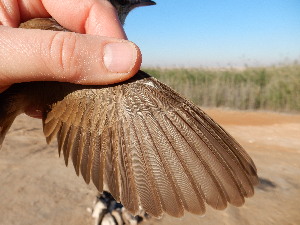  ( - 106521)  @11 [ ] by-sa (2020) Unspecified Weill Cornell Medicine Qatar