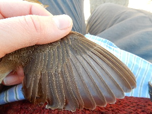  ( - 106521)  @11 [ ] by-sa (2020) Unspecified Weill Cornell Medicine Qatar