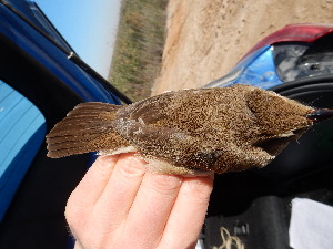  ( - 106525)  @11 [ ] by-sa (2020) Unspecified Weill Cornell Medicine Qatar