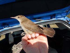  ( - 106525)  @11 [ ] by-sa (2020) Unspecified Weill Cornell Medicine Qatar