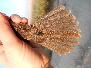  ( - 106530)  @11 [ ] by-sa (2020) Unspecified Weill Cornell Medicine Qatar